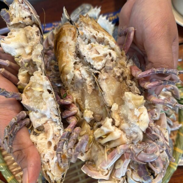 Bọ biển tươi sống