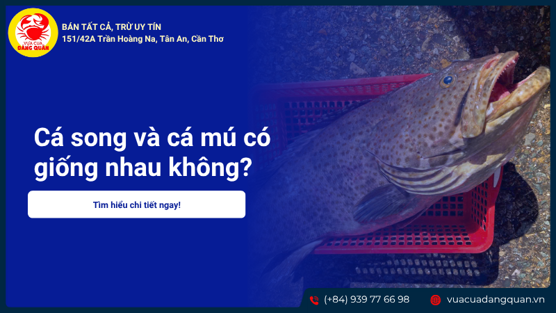 Cá song và cá mú có giống nhau không? Cách phân biệt và cách chế biến ngon