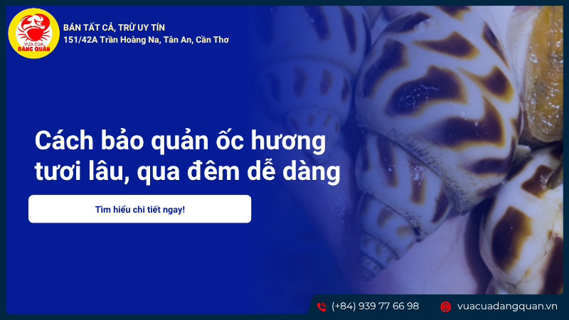 Chọn ốc hương tươi