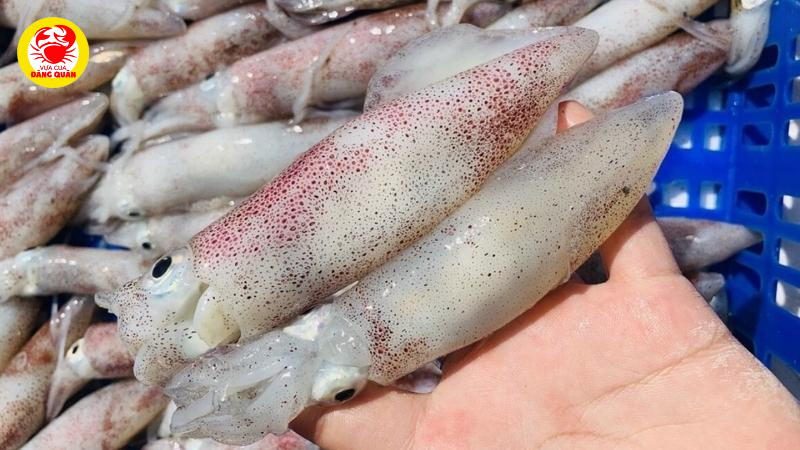 Cách chọn mực ống tươi ngon để làm món nhồi thịt