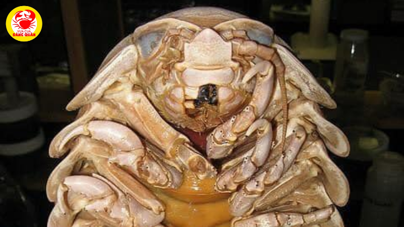 Chọn bọ biển tươi sống