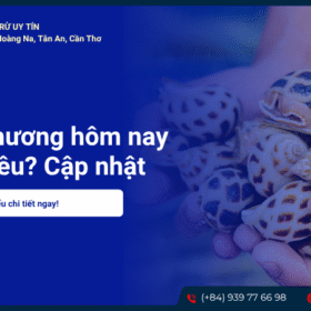 Giá ốc hương hôm nay bao nhiêu? Cập nhật bảng giá mới nhất