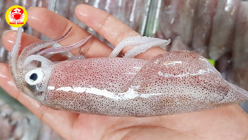 Mẹo chọn mực ống tươi ngon để món hấp giòn ngọt