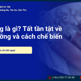 Mực ống là gì? Tất tần tật về dinh dưỡng và cách chế biến