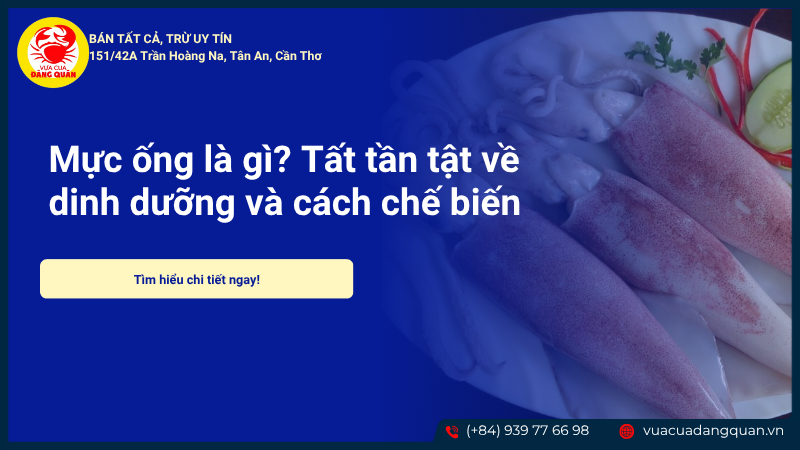 Mực ống là gì? Tất tần tật về dinh dưỡng và cách chế biến