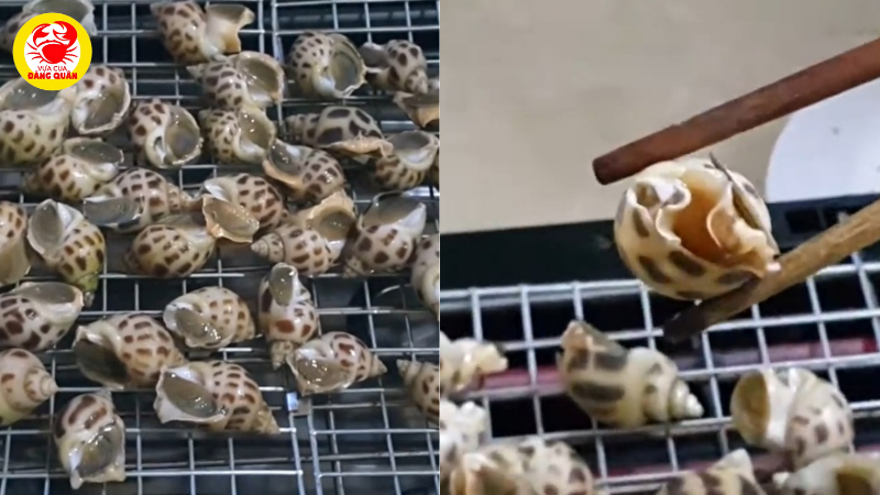 Nướng ốc hương trên bếp than