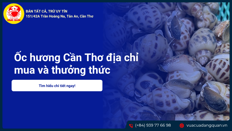 Ốc hương Cần Thơ địa chỉ mua và thưởng thức tươi ngon, giá tốt nhất