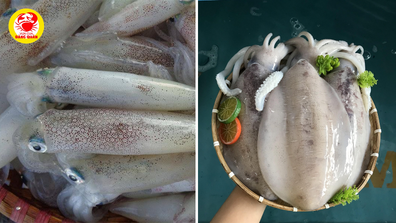 Phân biệt Mực ống và Mực lá