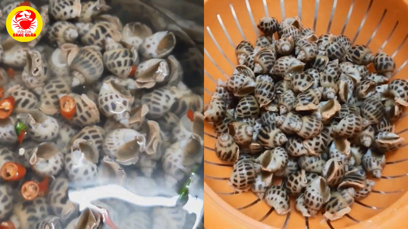 Sơ chế ốc và các nguyên liệu