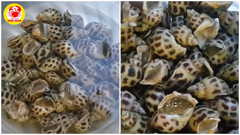 Sơ chế ốc hương