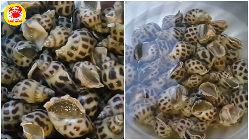 Sơ chế ốc hương