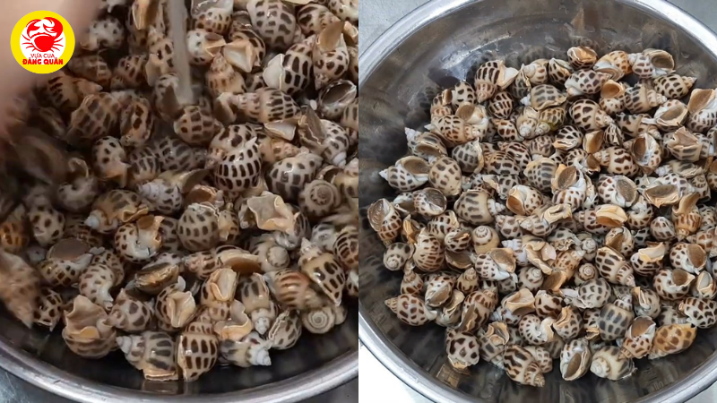 Sơ chế ốc hương
