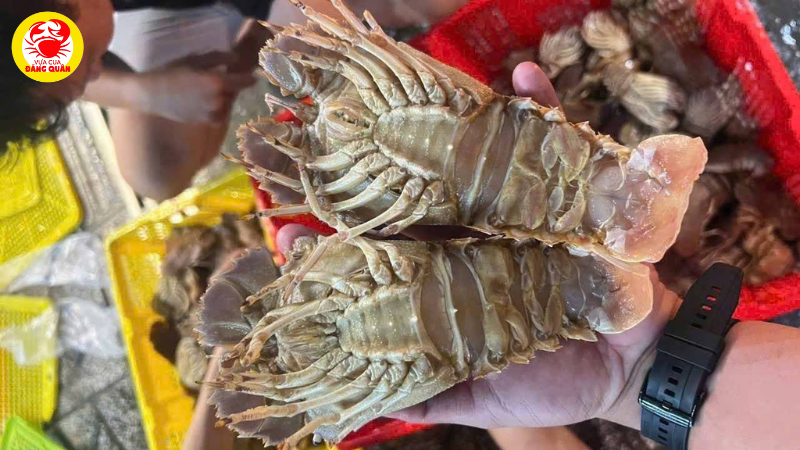 Tôm mũ ni giá bao nhiêu? Cập nhật giá tham khảo