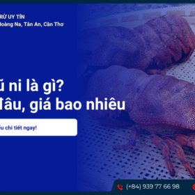 Tôm mũ ni là gì? Mua ở đâu, giá bao nhiêu và cách chế biến tôm mũ ni