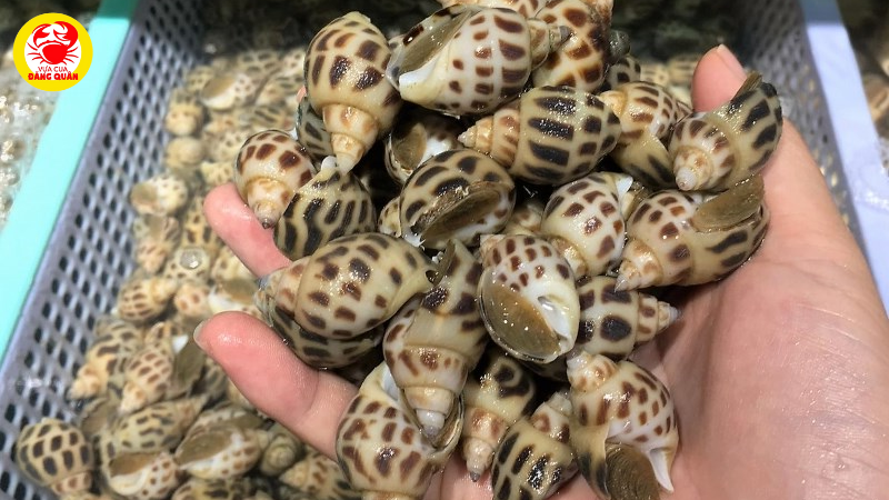 Bảo quản ốc hương trong tủ đông (dài ngày)