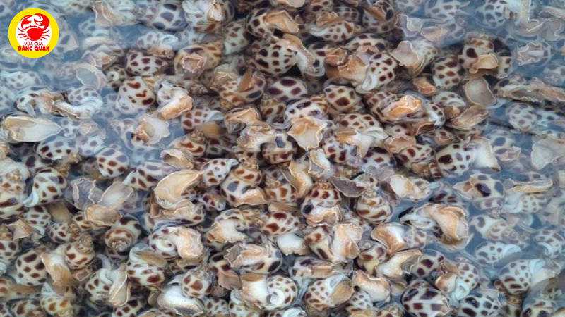 Bảo quản ốc hương sống qua đêm trong tủ lạnh (1-2 ngày)