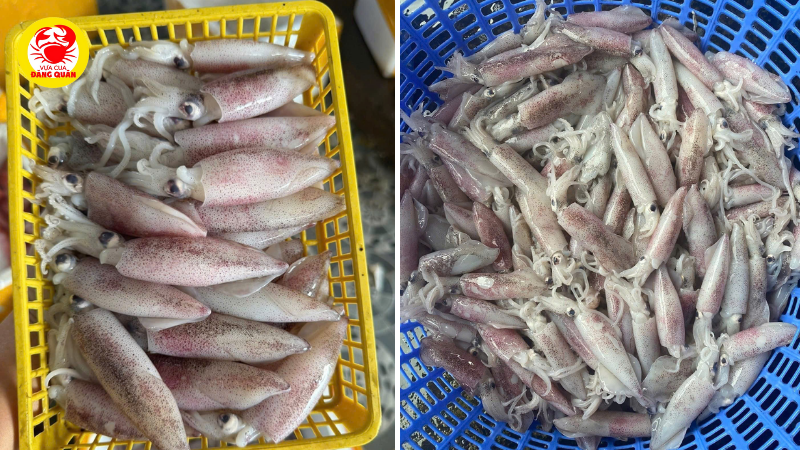 5 Yếu tố chính quyết định giá mực ống trên thị trường